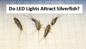 Do-LED-Lights-Attract-Silverfish