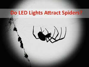 Do-LED-Lights-Attract-Spiders